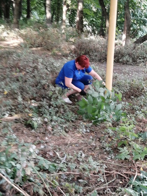 chistuli 11